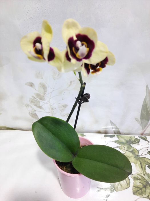 Антуриумы разных сортов