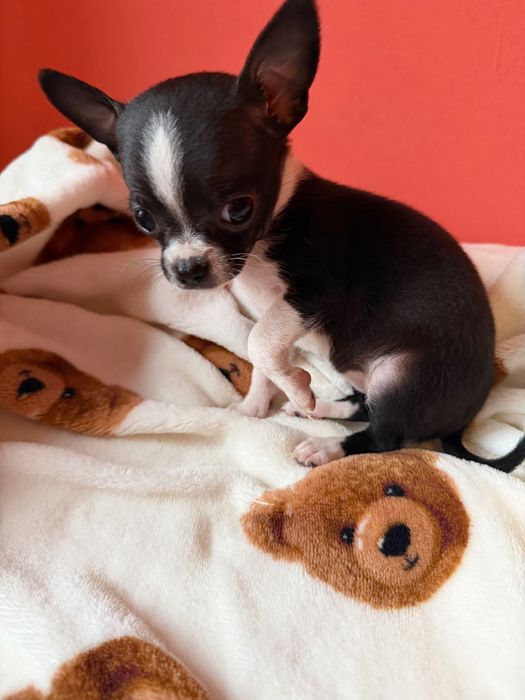 Чистокръвно Чихуахуа