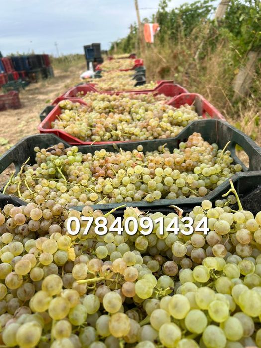 Struguri pentru vin producție 2025