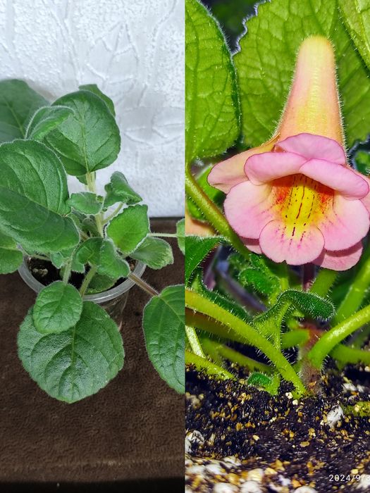 Продам комнатные растения