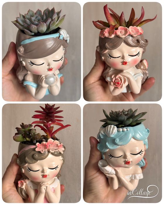 Комнатные растения интерьерные суккуленты