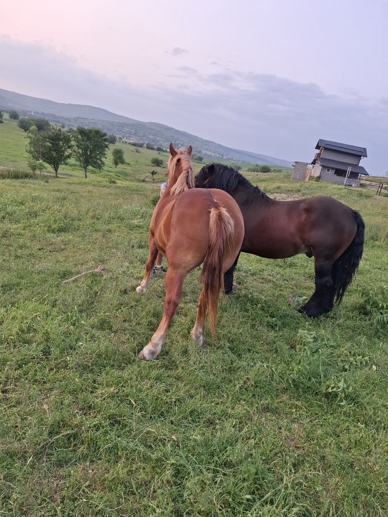 Vand un armăsar și o iapa