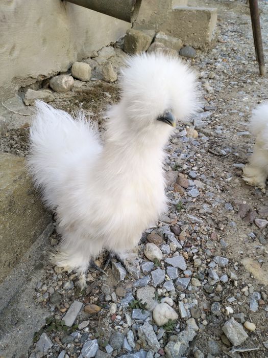 Vând găină de mătase japoneză