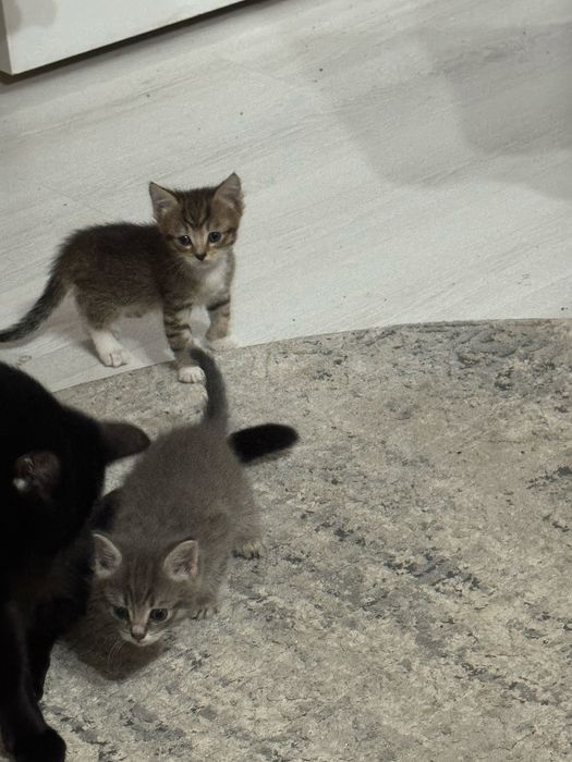 отдам котят девочки