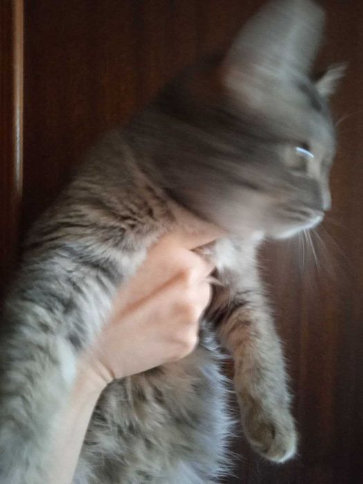 кошечкка страйт помесь, 6 месяцев.