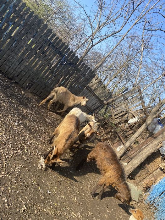 Vand capre de rasa si 2 tapi castrati de anul asta