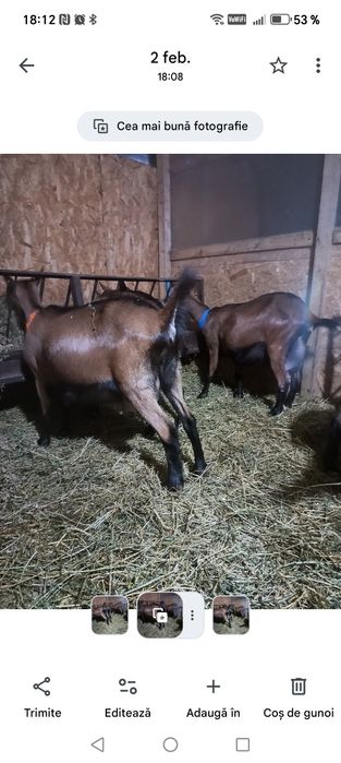 Capra gestanta la prima fatare