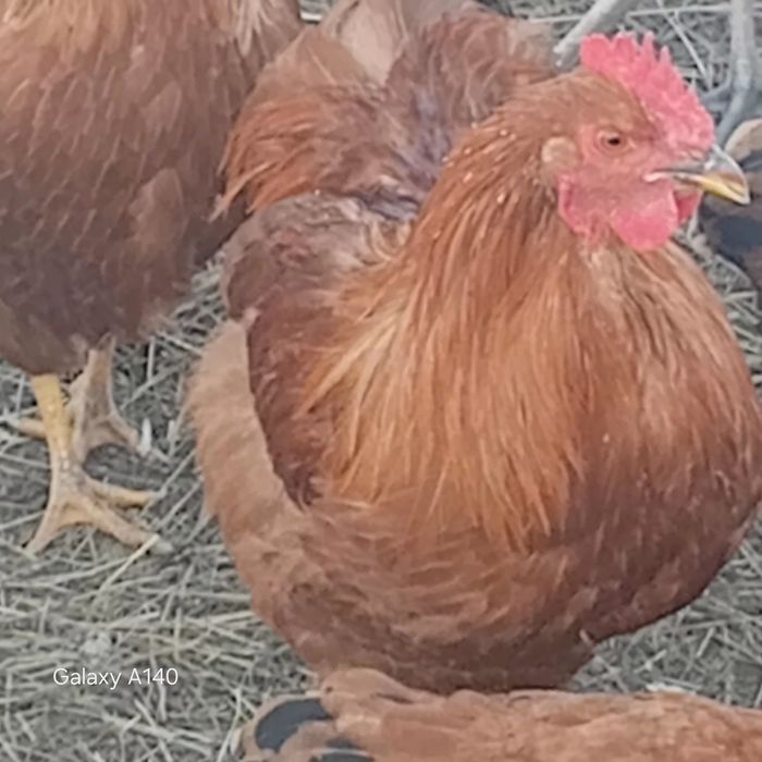 Cocoși de rasă viandot, plaimond, paverole, etc