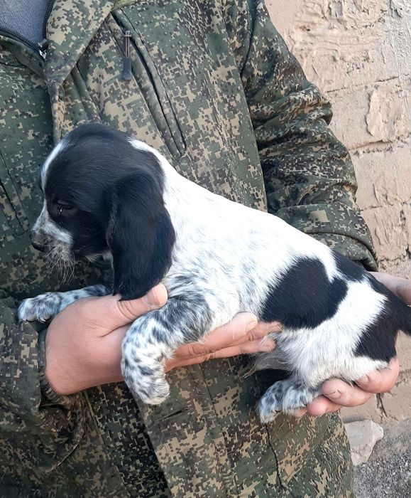 Рус Кокер Спаниель овчи ит болалари Сотилади.