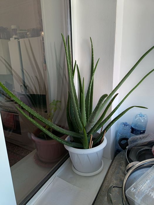 Срочно продам цветок алоэ