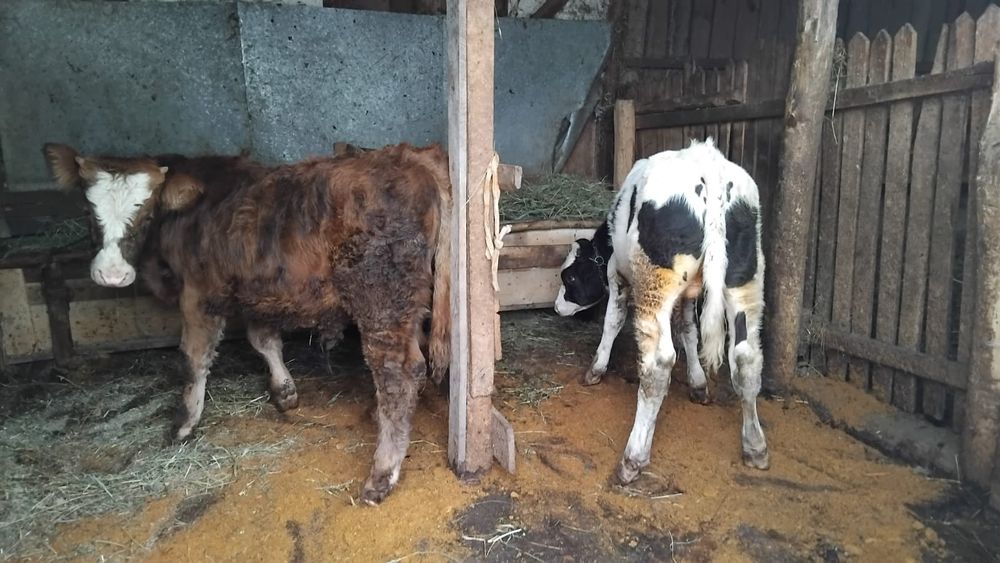 Vand 2 taurasi din minta artificiala