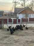 Vând oua de găină Australorp