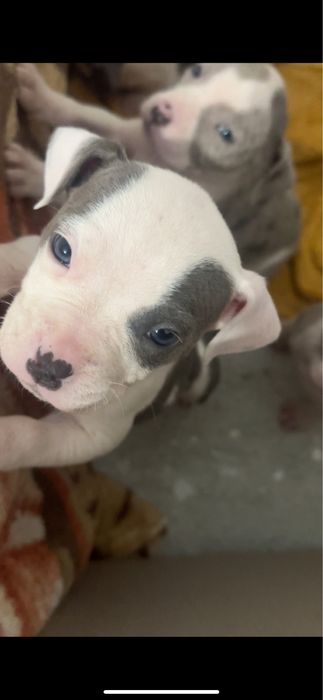 Vand American bully XL