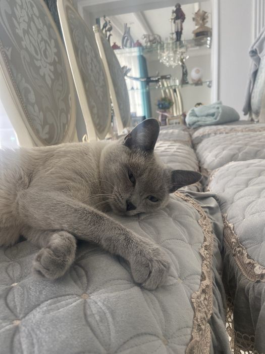 Тайский кот отдам бесплатно отдам