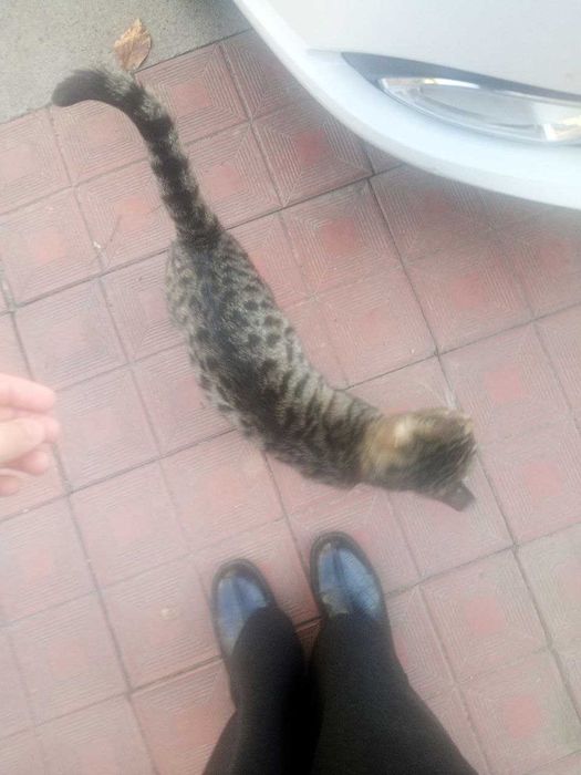 Бенгальская Кошка