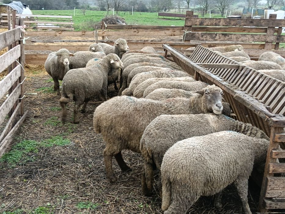 Vând 31 oii de prăsilă