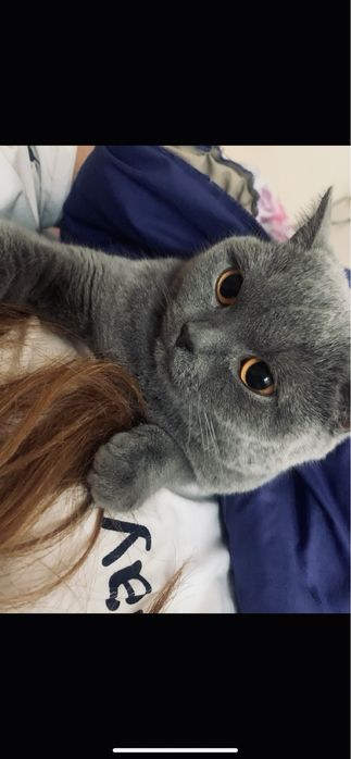 Британская короткошерстная