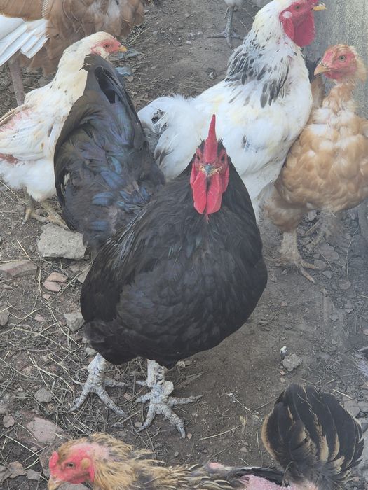 Australop de vanzare si Fazan