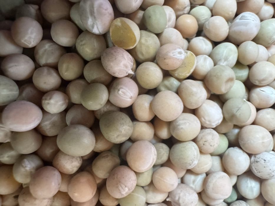 Продам горох продовольственный