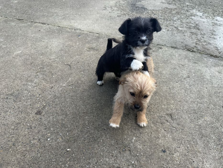 Donez catei micuti 2 fetiti