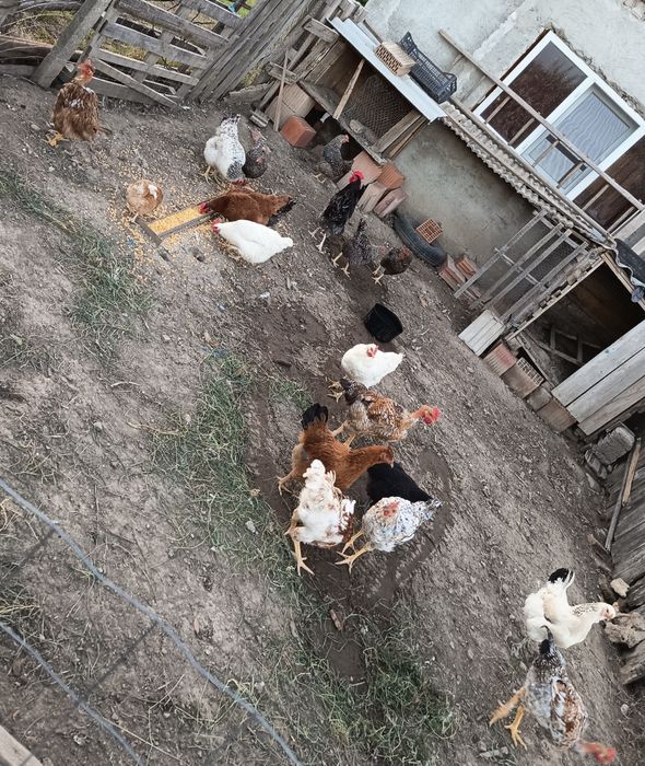 De vânzare găini de țară