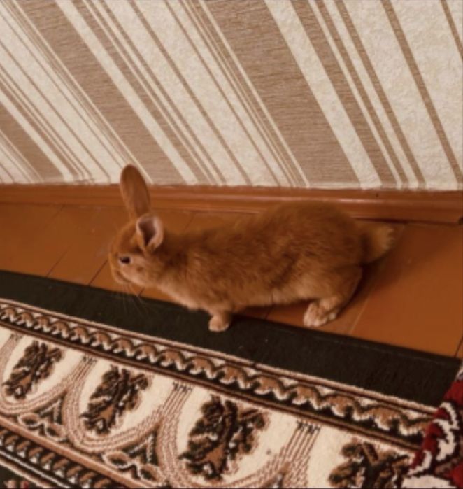 Burgun quyon sotiladi