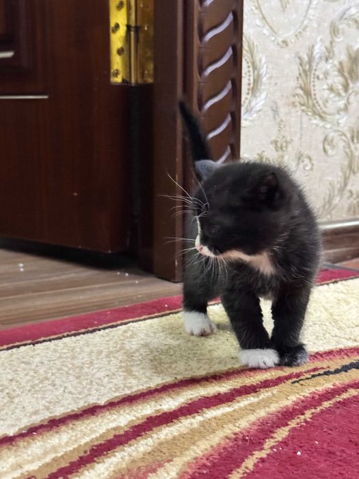 Продается котята