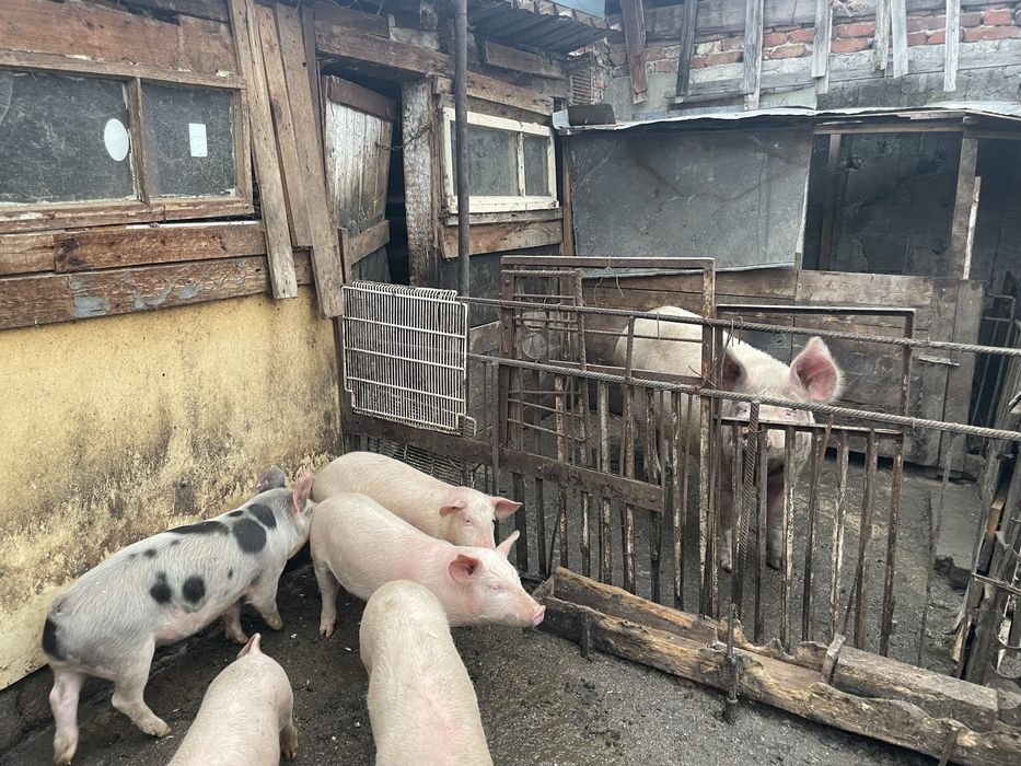 Прасета ………………..