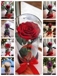 Cupola 1-3 trandafiri criogenati cadou aniversar zi de nastere