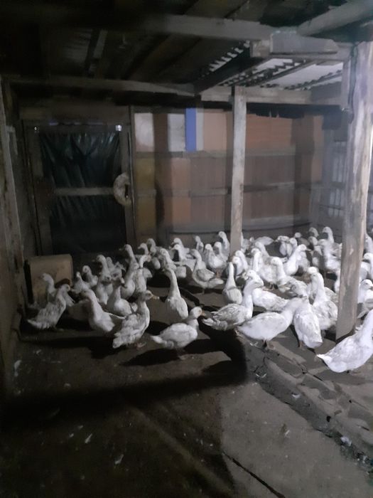 Үйрек  тірілей сатам