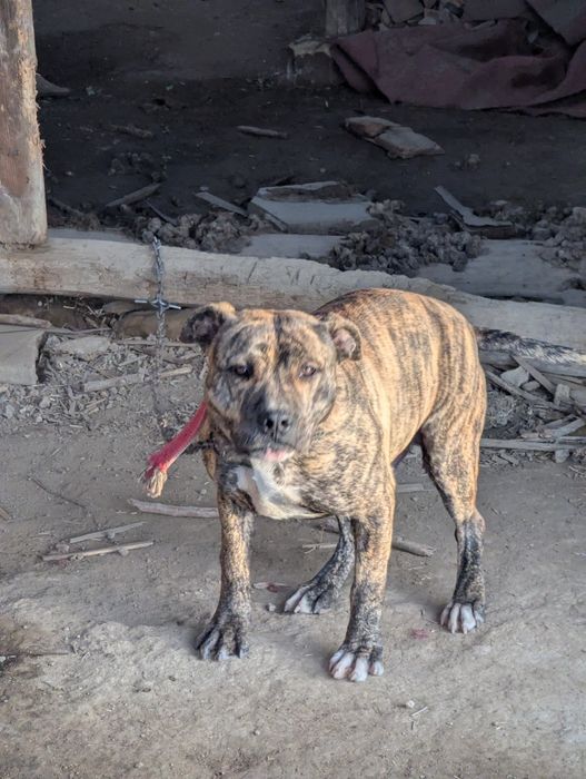 Питбул,месеца, ваксина, паспорт мъжки