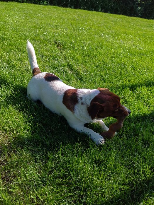 Джак Ръсел Териер