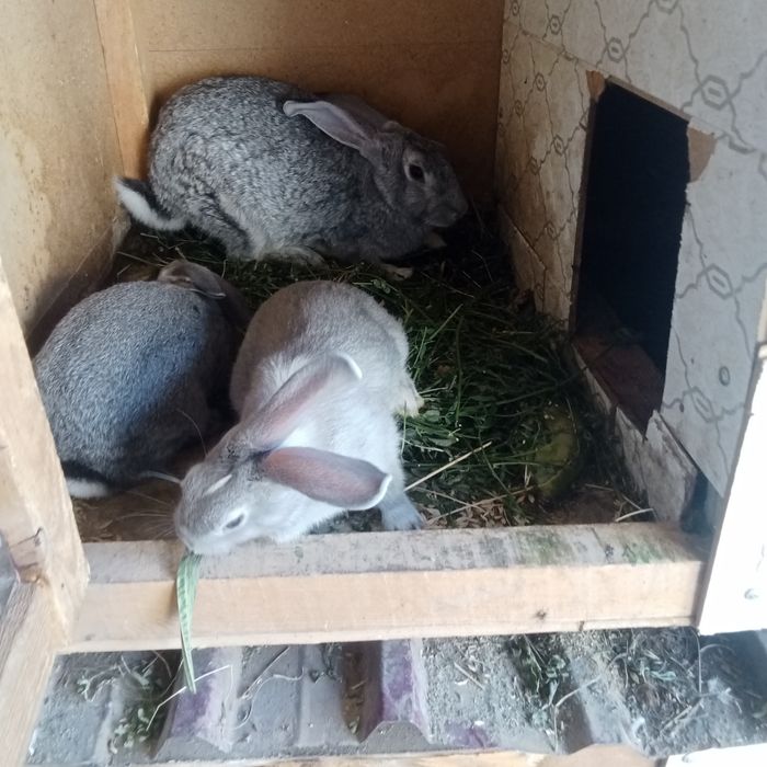 Киёнлар сотилади