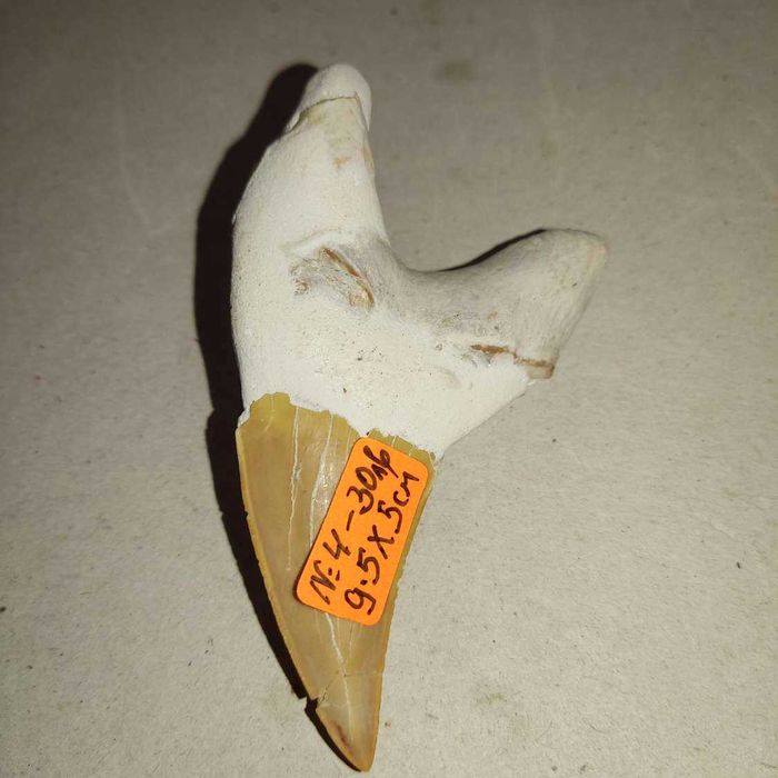 Зъб от акула- голям