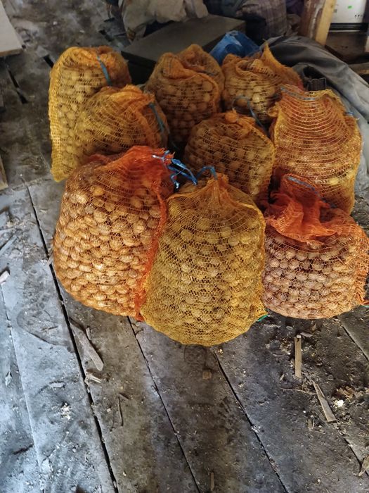 Nuci de vânzare  75 de lei mia