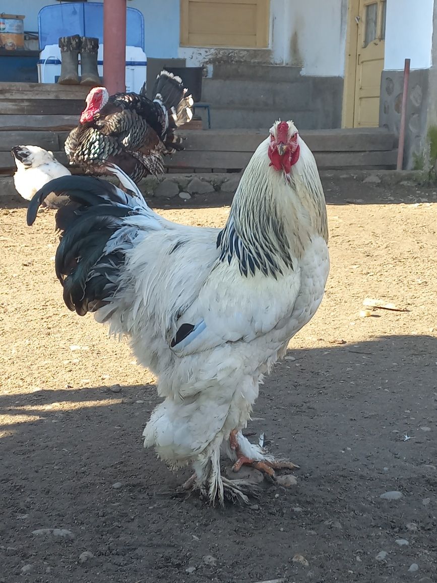 Vând ouă brahma herminat deschis.