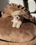 Maltipoo mini teacup size