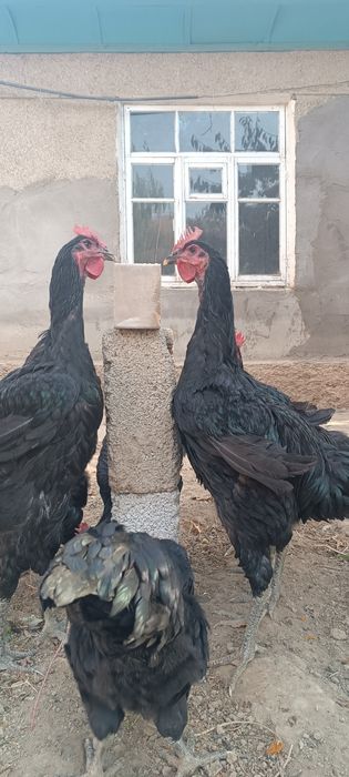 Qora shaxzoda jo'ja xo'rozlari sotiladi