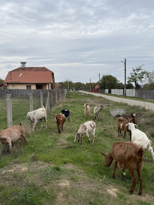 Vand 9 capre si țap