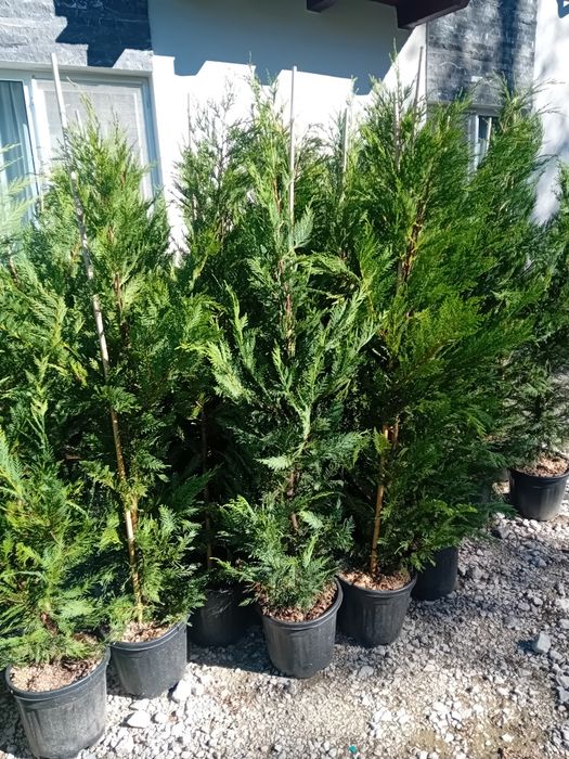 Vând chiparos leylandi la ghiveci