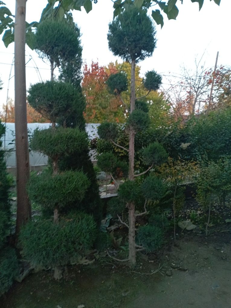 Mevali va manzarali ko'chatlar
