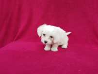 Bichon Maltez Mascul