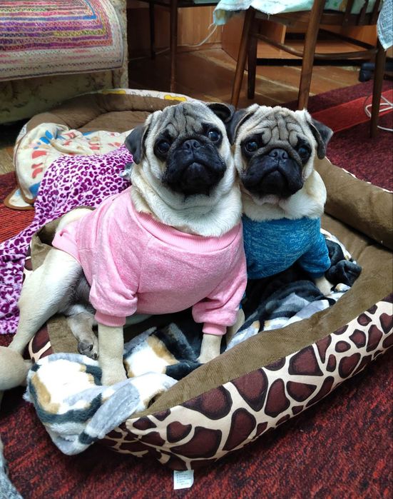 Порода МОПС, щенки!!!