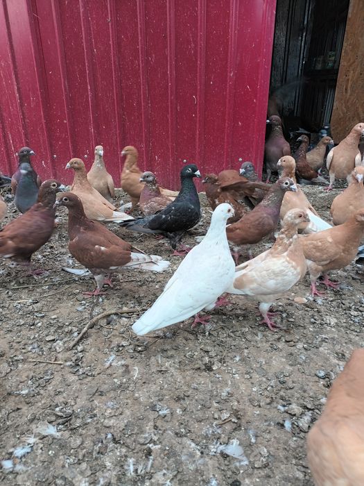 Porumbei voiajori de frumusețe