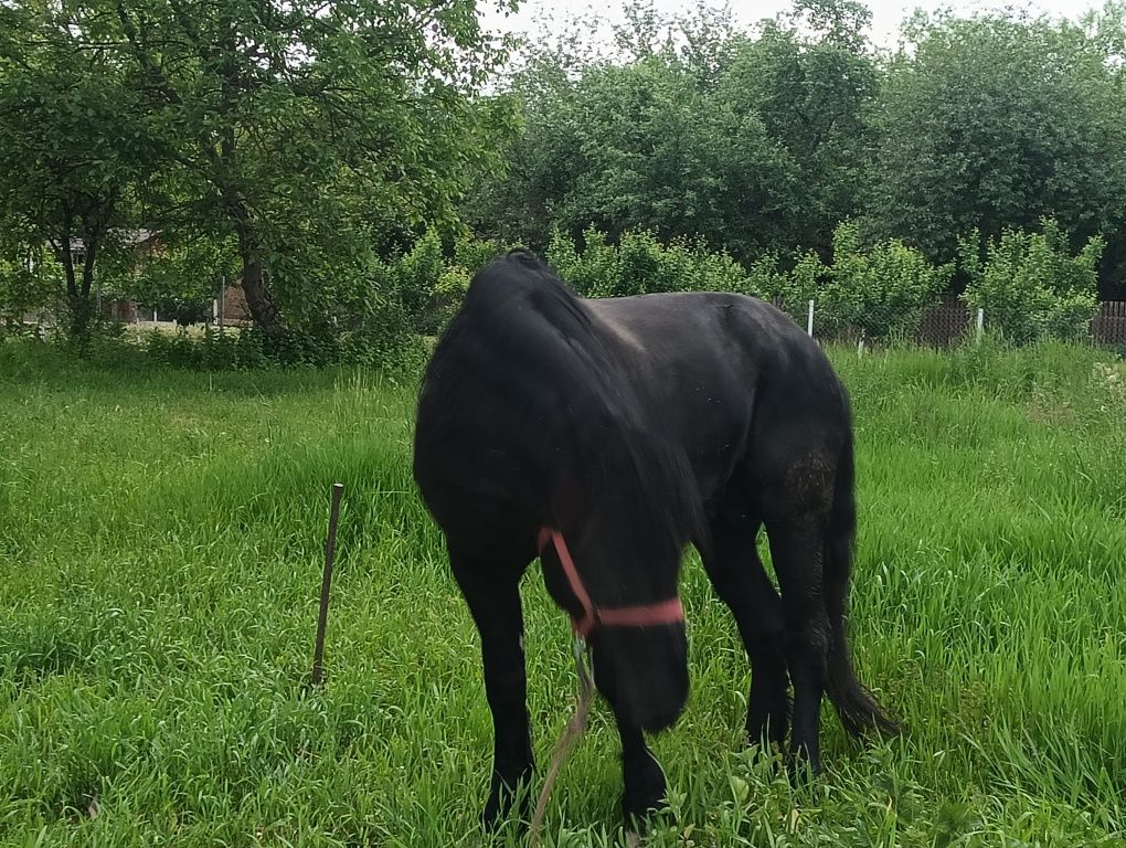 Cal de vânzare(armăsar)vârsta:8 ani,