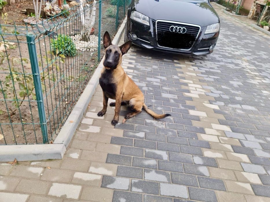 Vand femela ciobnesc belgian malinois