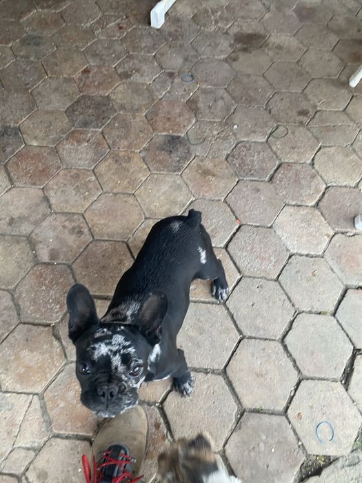 Catel buldog francez(negru merle)