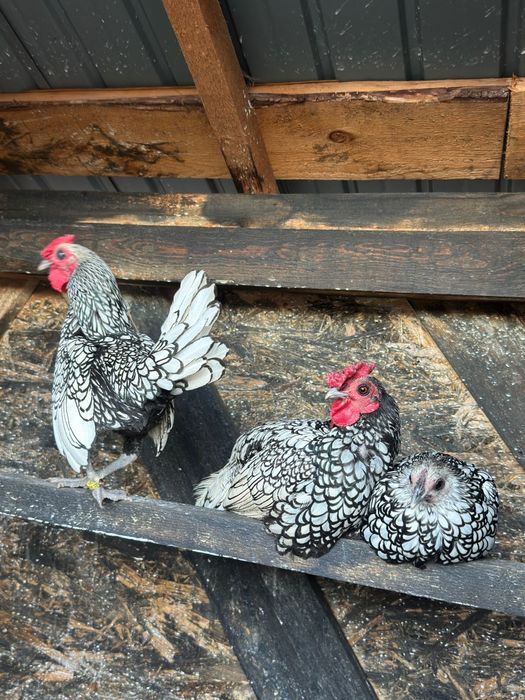 Vând sebright argintiu și mii de flori