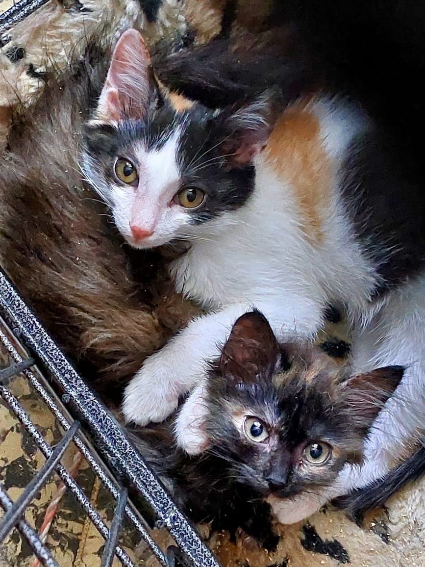 Отдам котёнка  в добрые руки