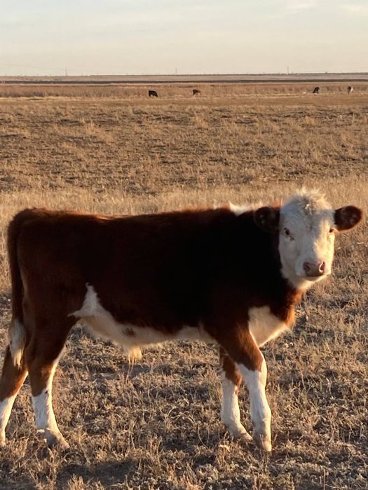 Продам подсосного быка